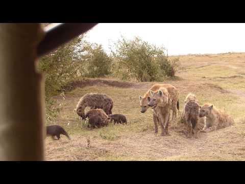 Hyena clan at den, Mara North February 2015