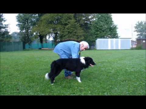Parassiti di crauti Sintomi di vermi di gravidanza