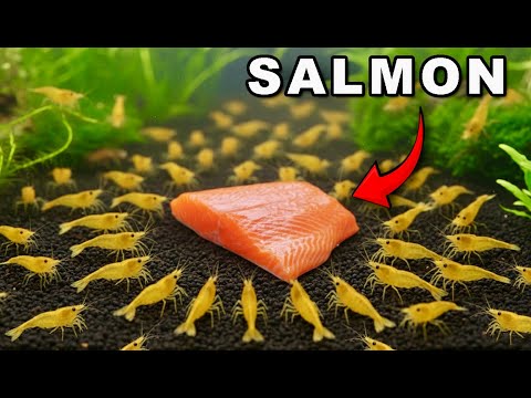 1,000 Shrimp Vs Food