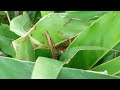 Proses Semut Rangrang Membuat Sarang Weaver Ants Make A Nest