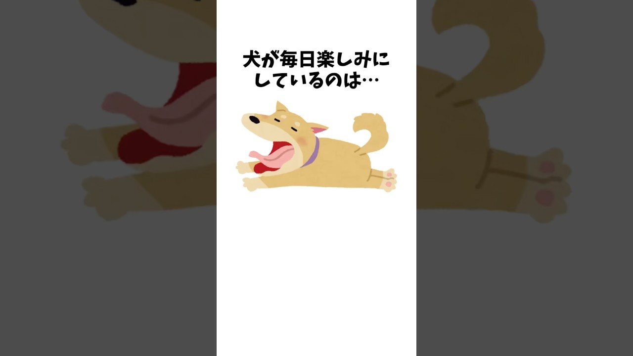 犬が毎日楽しみにしていること　#犬 #ペット #雑学