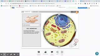 Clever Gizmos Cell Structure and Cell Division