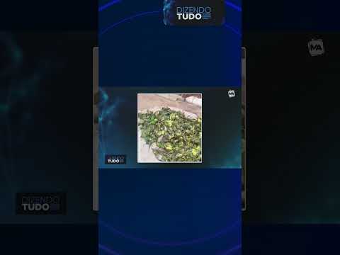 Tempestade causa morte de mais de 350 periquitos