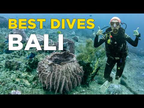 Most Beautiful Dive Sites in Bali | All You Need to Know