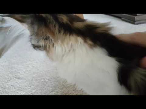 Norwegian Forest Kitten - Purring