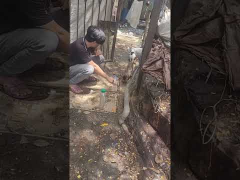 Cat Neutering video @CHRISTIAN village. 