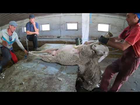 , title : 'Sharp blades at the THROAT! Sheep shearing at a wool farm. Wool extraction'
