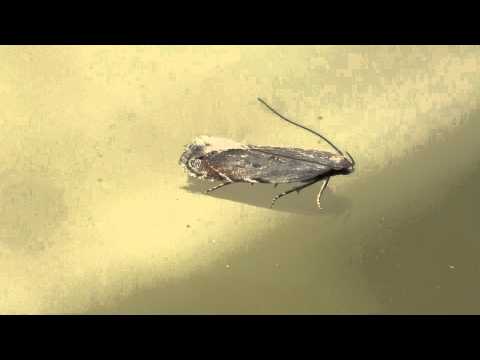 Micromoth (Gelechiidae: Battaristis concinusella) on Window Pane