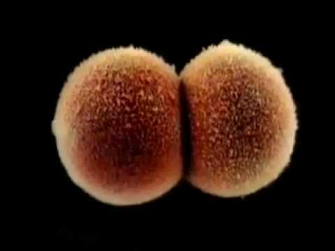 DAS WUNDER DES WERDENDEN MENSCHEN