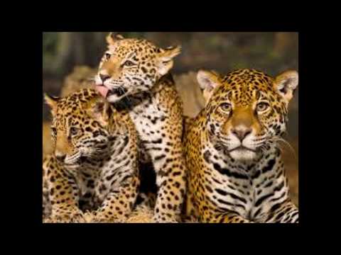 NAWALES MAYA, números. Cosmovisión.