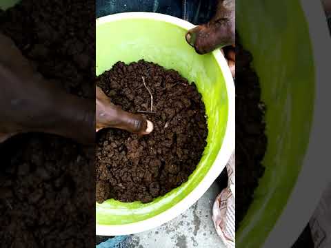 Vermicomposting at home