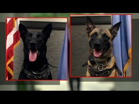 Meet the Hero K-9s That Protect the President