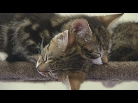 Royal kittens with a link to Will and Kate: Cute cats named after royal baby bookie favourites