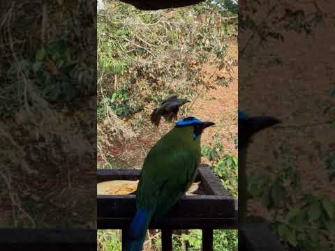 Vibrant Barranquero Calling in the Wild! | Stunning Bird Sounds from Colombia 🇨🇴🕊️  #birds  #nature