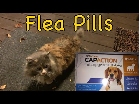 Taming a Feral 134: Flea Pills