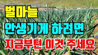 마늘 지금주면 벌마늘 생겨요 4월 중순부터는 이렇게 관리하세요