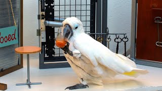 Incredibly Intelligent Parrot That Can Open Any Door