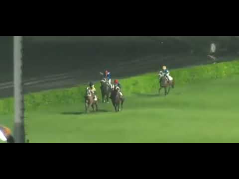 6th Race 900 Meter Winner Al Shoq | Ridden By Jockey M. Hanif Trained By Qaiser |