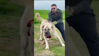 World's Top 2 Best Guard Dog Breed 😈 #shorts #doberman #kangal #dog #dogs