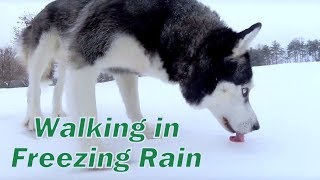 Walking in the freezing rain with off leashed Siberian Husky