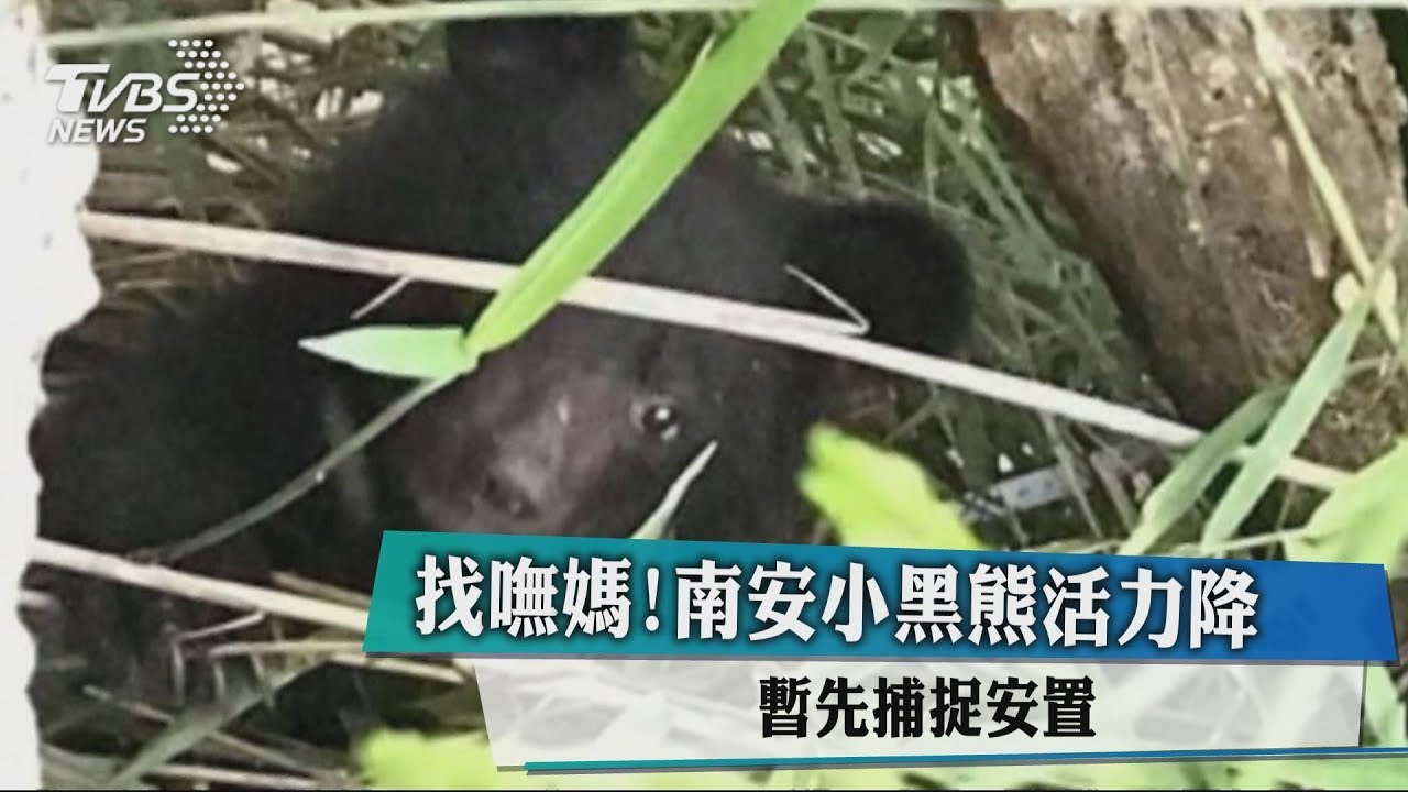 找嘸媽!南安小黑熊活力降 暫先捕捉安置