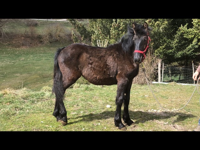 Puledra M&eacute;rens In vendita 2025 Nero