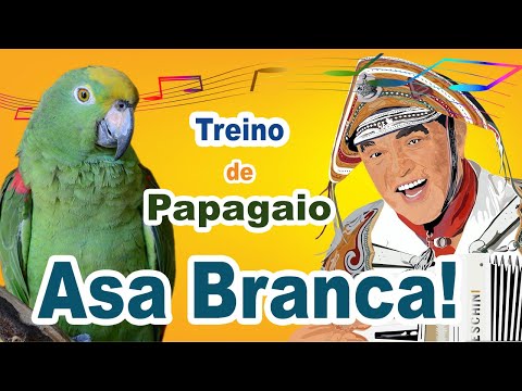 Assobio papagaio - canto asa branca para treinar papagaio