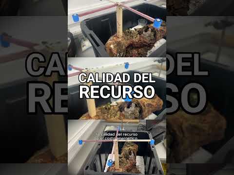 Cuando la ciencia sigue el rastro de las hormigas