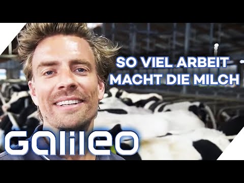 Milking cows & cleaning stables - How much work goes into a glass of milk | Galileo | ProSieben