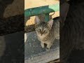 Grey Cats Meowing