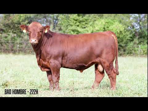 HBAR BAD HOMBRE 222H