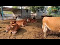 farm tour: jersey cow farm,why I choose jersey,4g bullet super napier,मैंने जर्सी गाय को 