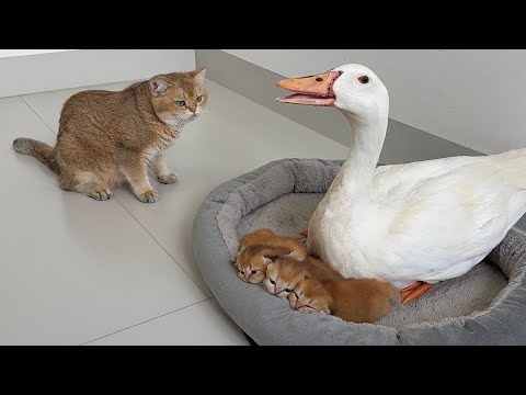 YouTube 썸네일