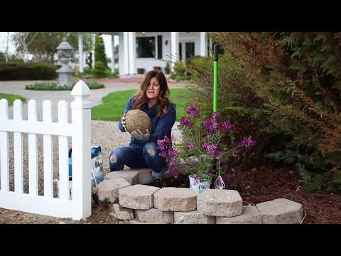 download lagu mp3 mp4 Buy Lilac Bush Online, download lagu Buy Lilac Bush Online gratis, unduh video klip Buy Lilac Bush Online