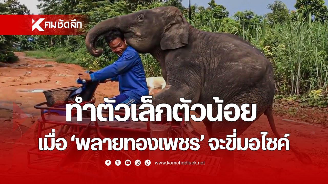 เอ็นดูความทำตัวเล็กตัวน้อย เมื่อ 'พลายทองเพชร' จะขี่มอไซค์กับพ่อ