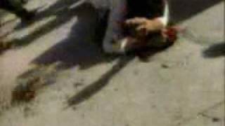 Bird Dog-The Streets