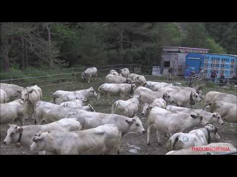 SCARICAMENTO MUCCHE PER LA TRANSUMANZA E MESSO GLI ULTIMI CAMPANACCI. (CN) SAB. 2 - 7 - 2022.