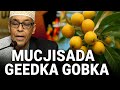 Faa Iidada Geedka Gobka La Yiraahdo