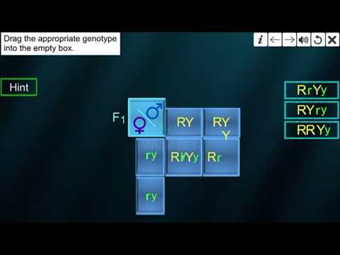 Dihybrid cross video thumbnail