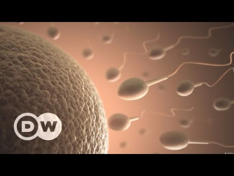 Um jeito divertido de entender a fecundação