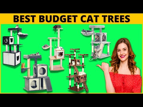 7 Best Cat Tree On Amazon (Best Towers for Your Kitty to Climb) - For Pet Lovers
