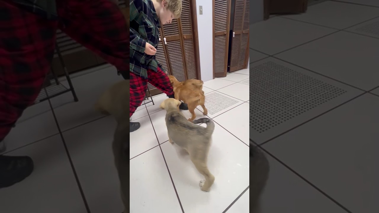 Enlarge Henrietta, a Adoptable mixed breed in Archbold , OH video 4/5