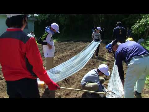 種子島の学校活動：安納小学校サトウキビ植え付け学習体験