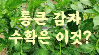 #감자 순치기,  #감자큰수확은이것 ?