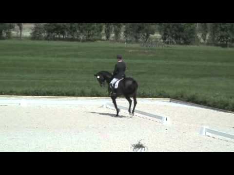 Dressurfestival Bon homme - Kür Christian Flamm Intermediaire I