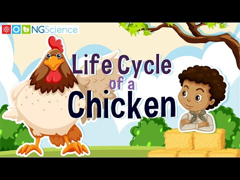 Can you name the stages of the life cycle?