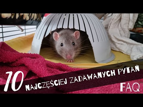 10 pytań dotyczących szczurów FAQ | Szczuromania  #29