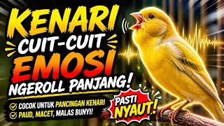 Download lagu CHIRPING CANARY WITH HIGH EMOTION - LONG ROLLING SOUND ‼️Perfect for stimulating young canaries ‼️ mp3