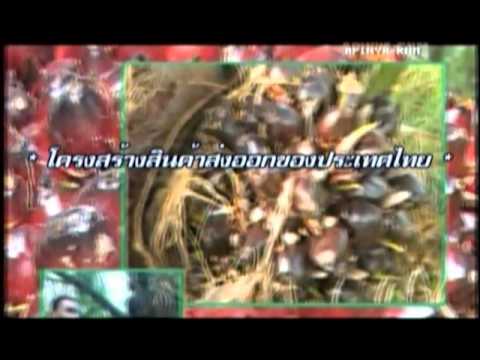 เก็บค้อนของ ธ อร์ Mozhnoli อวัยวะเพศชาย
