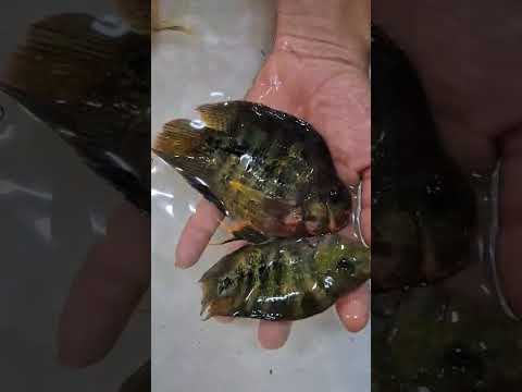 Piscicultura Bianco , Paicandu PR